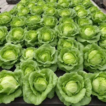 Eisbergsalat