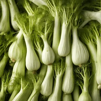 Fenchel