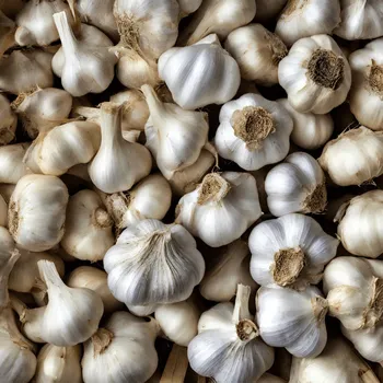 Knoblauch