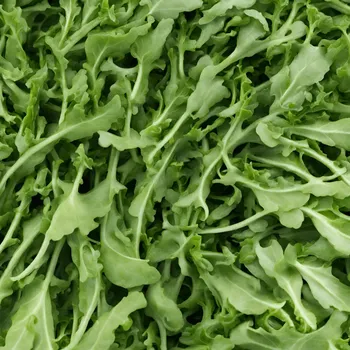 Rucola