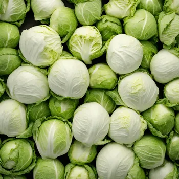 Weißkohl